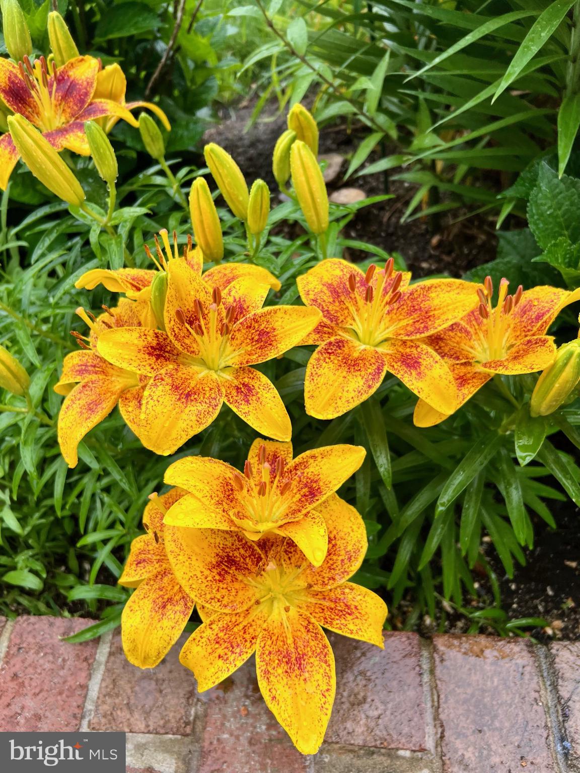 9754 Fields Road Gaithersburg, MD 20878 - Photo 104 of 104 Gallery Image 104