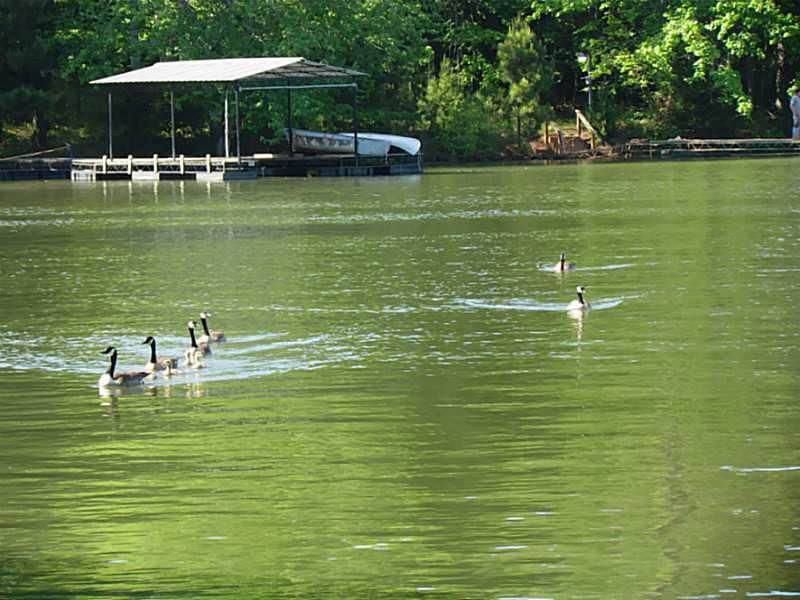Lot 7 Nix Point Road Dawsonville, GA 30534 - Photo 1 of 1 Exterior Front. Enjoying the wild life while sitting on your dock!