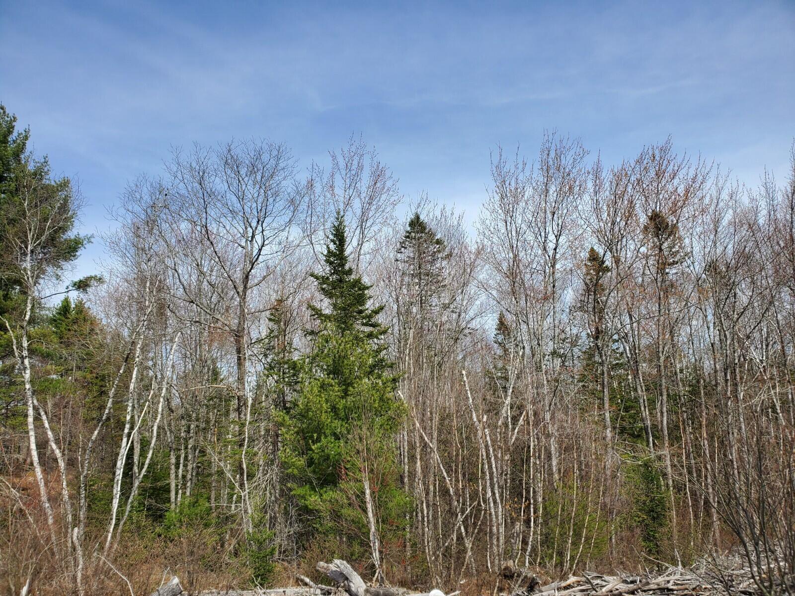49 Spring Pond Road Deblois, ME 04622 - Photo 4 of 8 20220425_144241