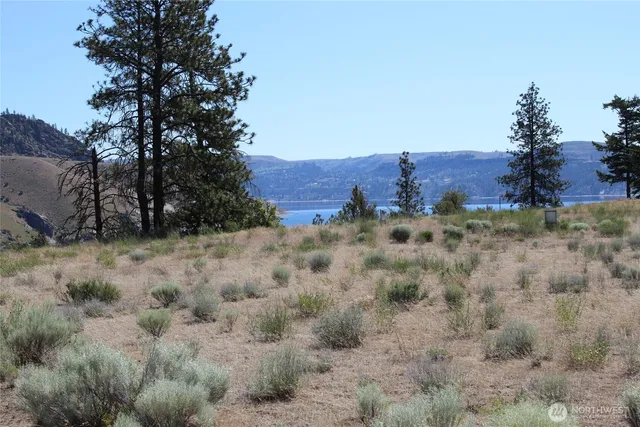 a view of a dry yard with trees in the background