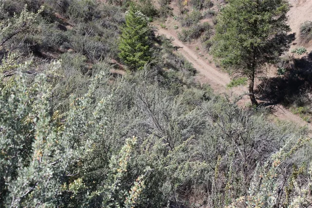 a view of a forest with trees in the background