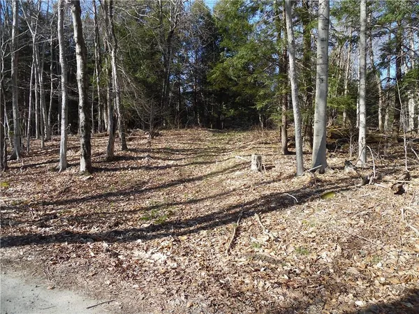 a view of a yard with trees