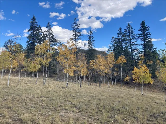 a view of a forest with a street