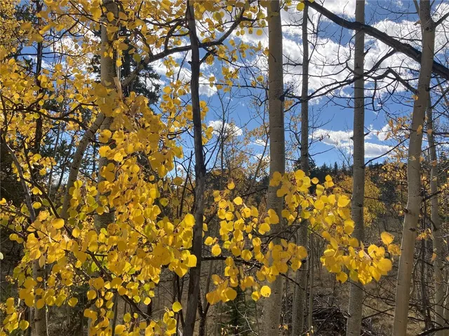 a sign board with tall trees