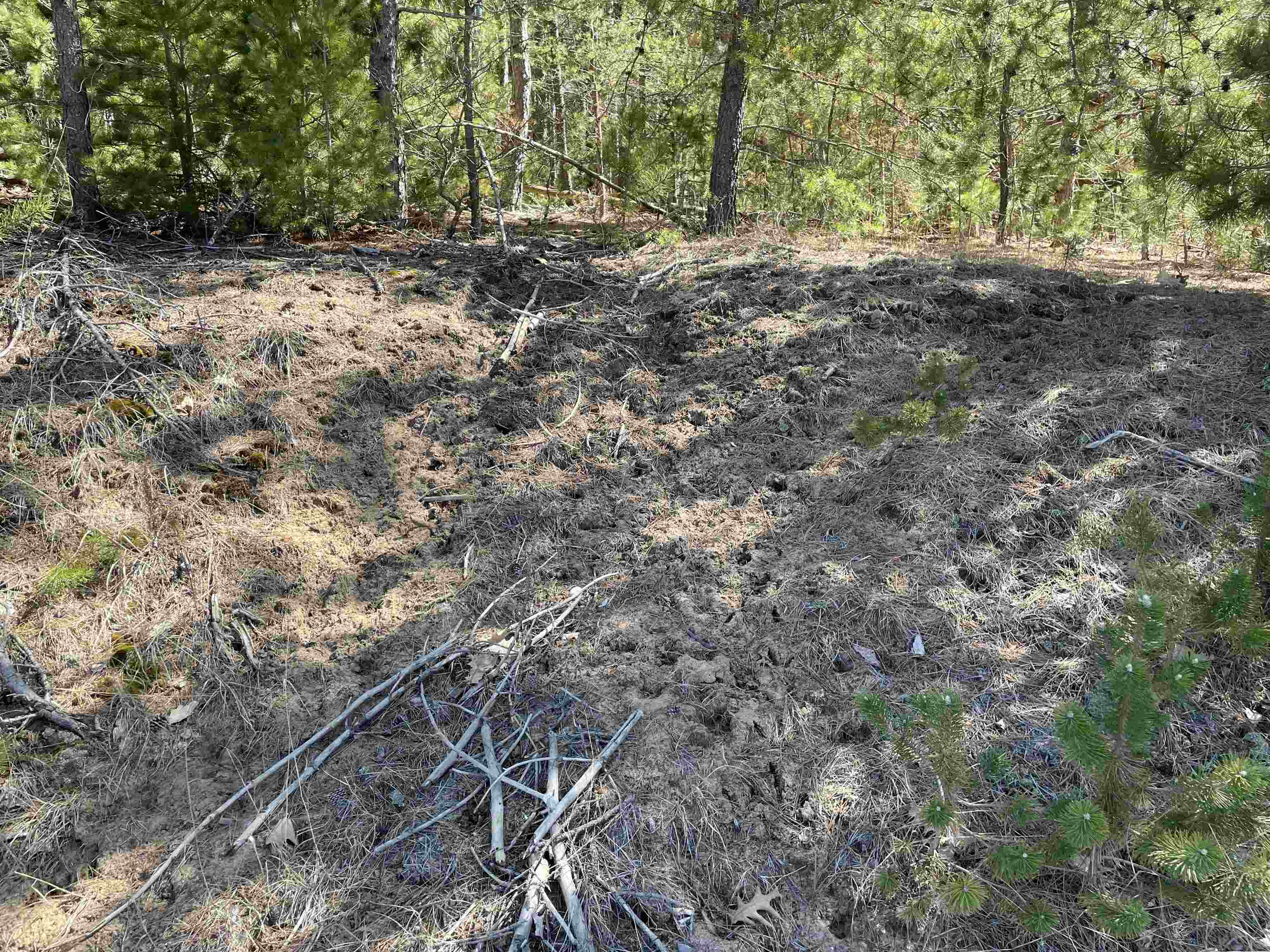 10-acres Niemi Road Kaleva, MI 49645 - Photo 12 of 24