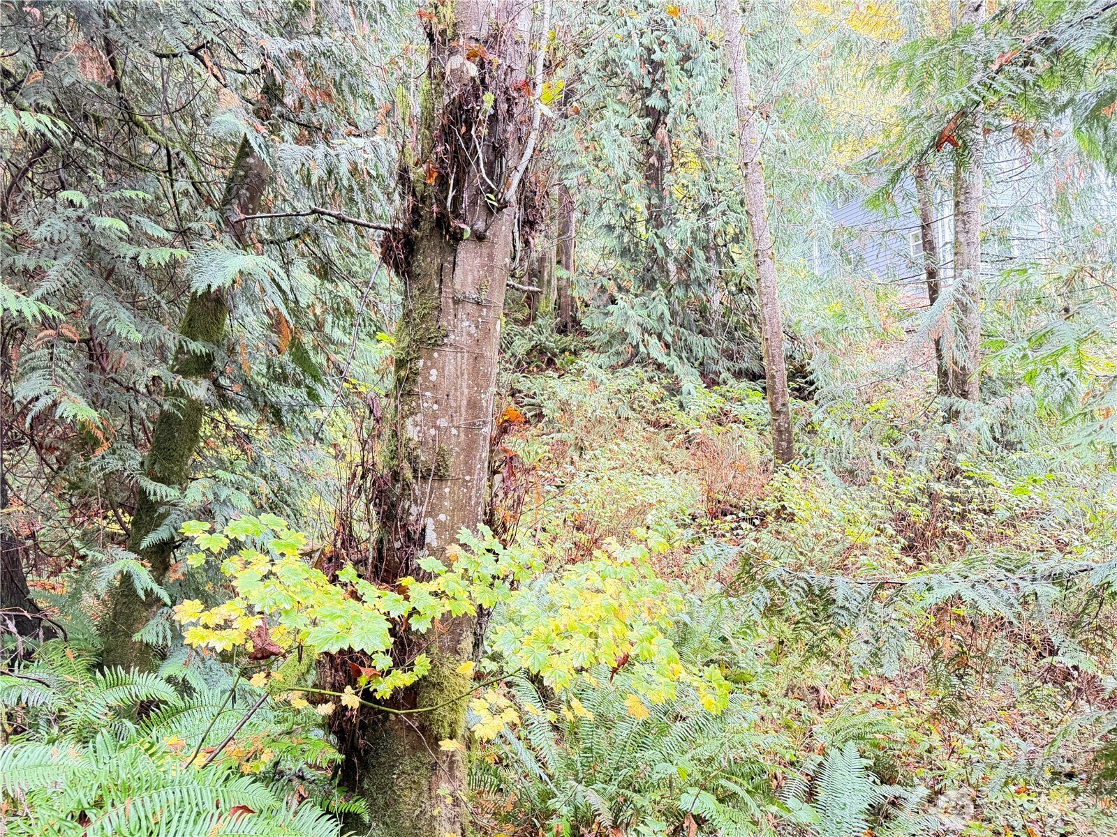 1 West Alder Drive Sedro-Woolley, WA 98284 - Photo 3 of 10 a yard with a tree