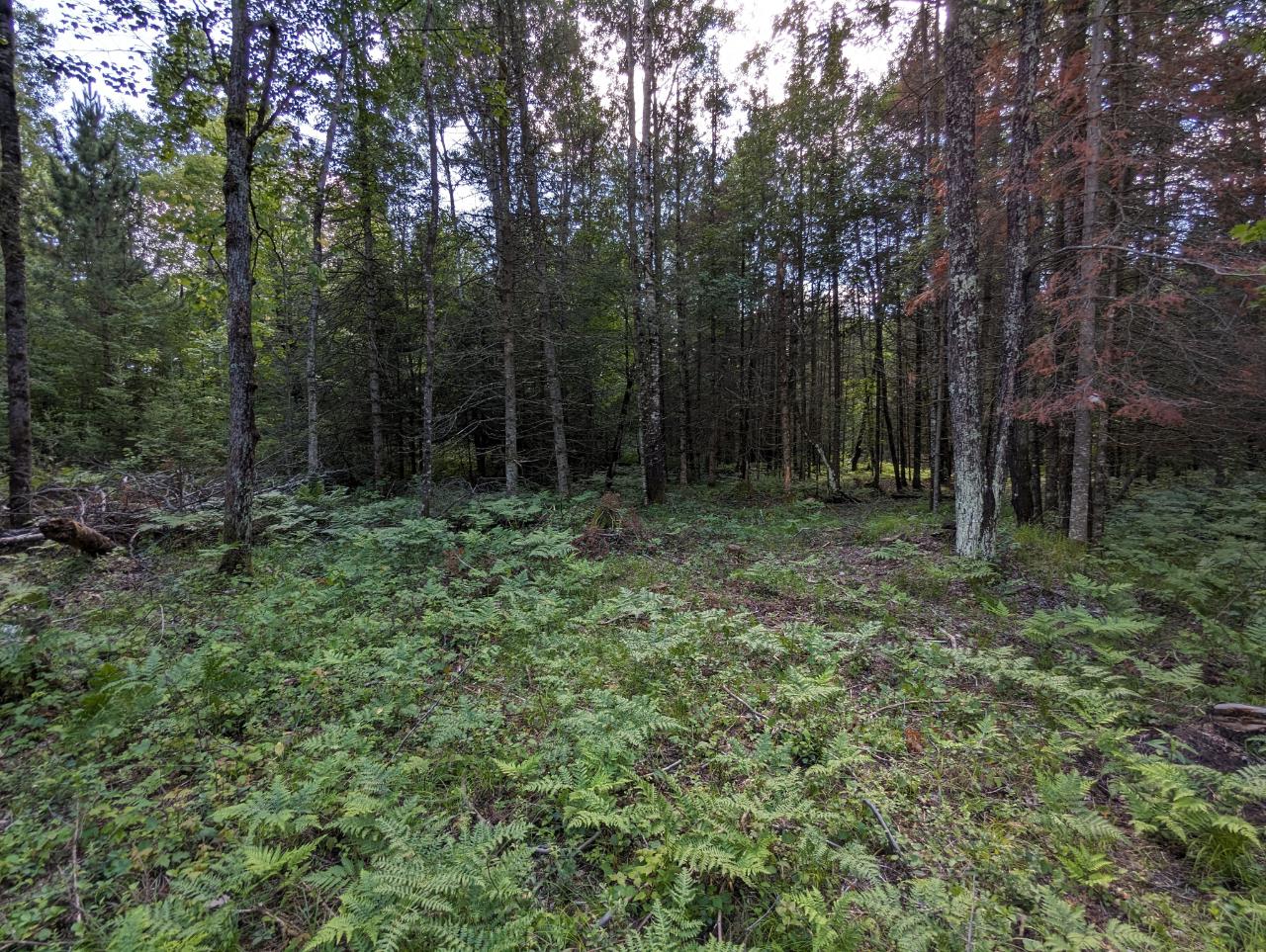 Off Off Buckatabon Rd Street, Unit 5 9 ACRES Eagle River, WI 54521 - Photo 2 of 6 Gallery Image 2