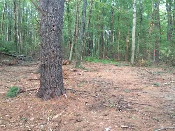 0 Poor Farm Road Harvard, MA 01451 - Photo 3 of 4 a view of a forest with trees