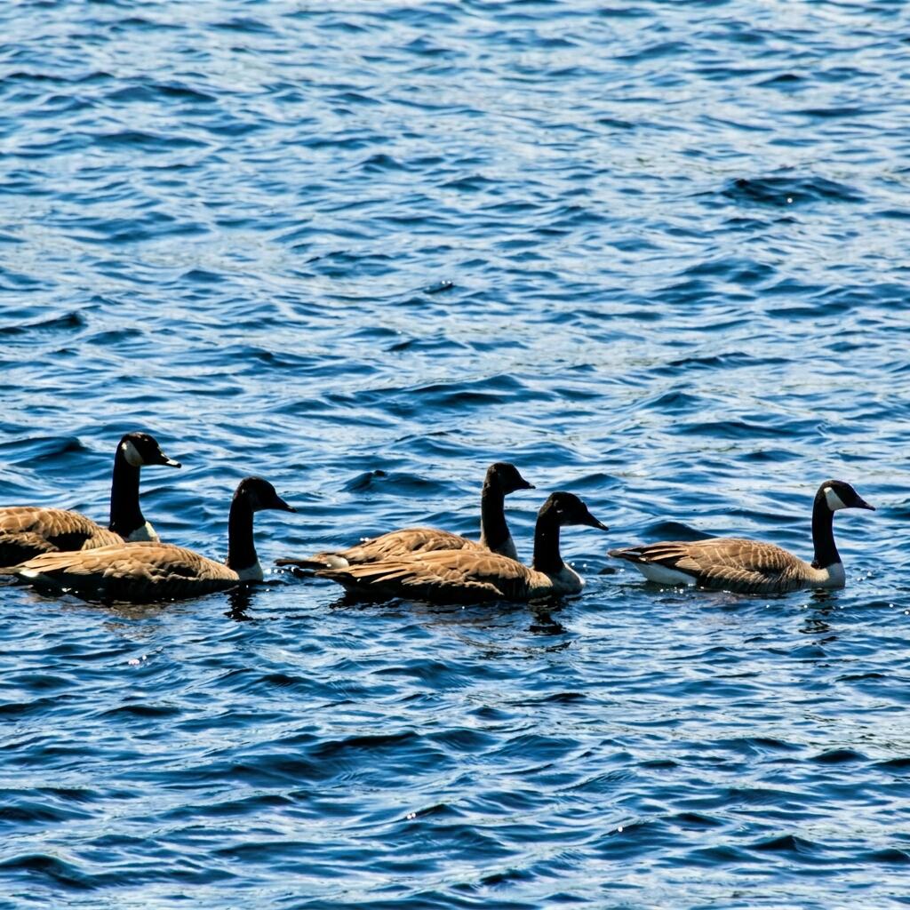 150 Birchwood Road Gray, ME 04039 - Photo 30 of 30 Geese