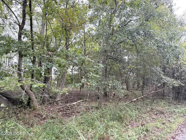 a view of a forest that has a tree
