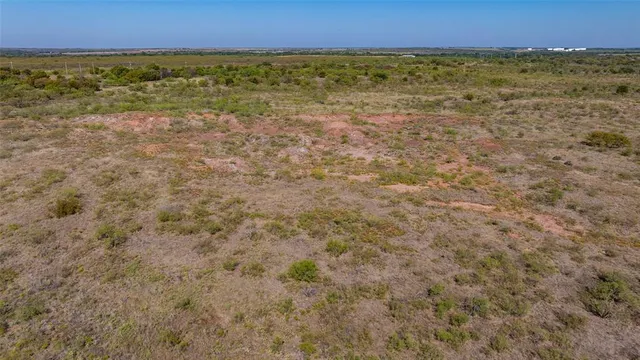 a plant with lots of trees