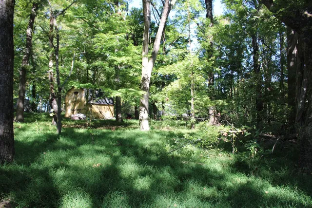 a view of a lush green space