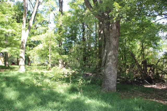 a view of a yard with plants and a large tree