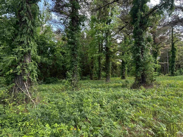 a view of a lush green forest