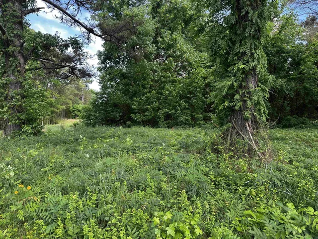 a view of a lush green forest with large trees