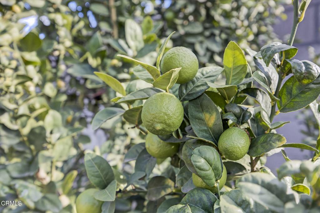 729 Ralph Way Santa Paula, CA 93060 - Photo 39 of 55 a close up of a plant