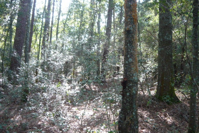 12-ac Cool Springs Road Opp, AL 36467 - Photo 10 of 14 Gallery Image 10