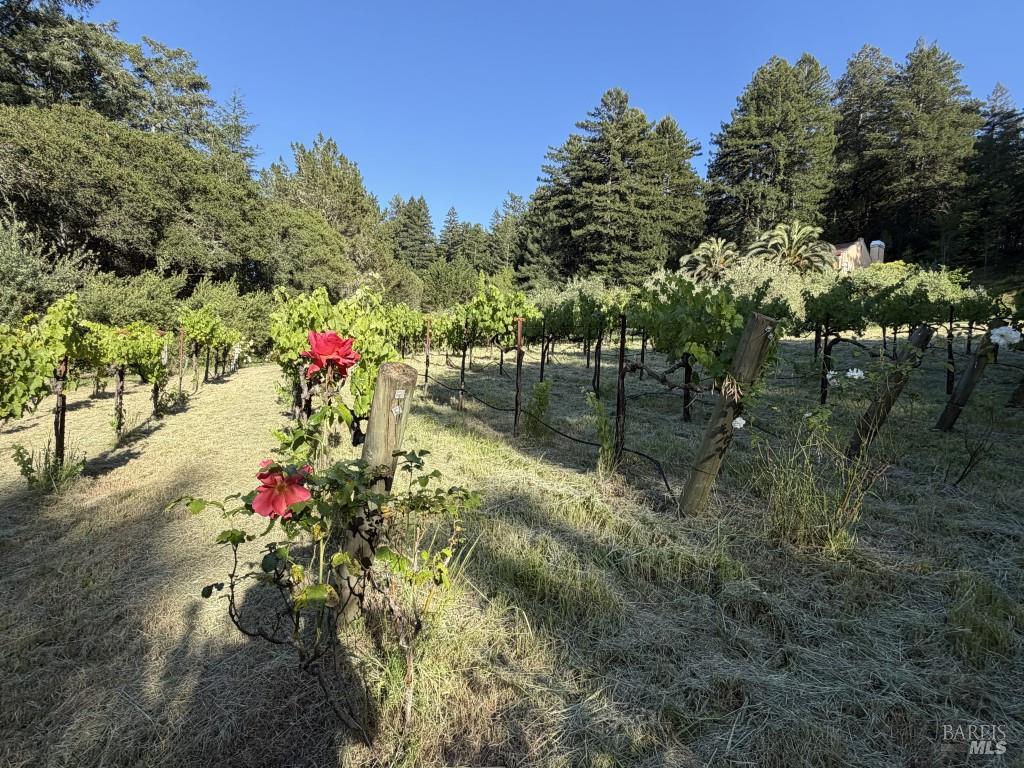 16875 Coleman Valley Road Occidental, CA 95465 - Photo 66 of 78