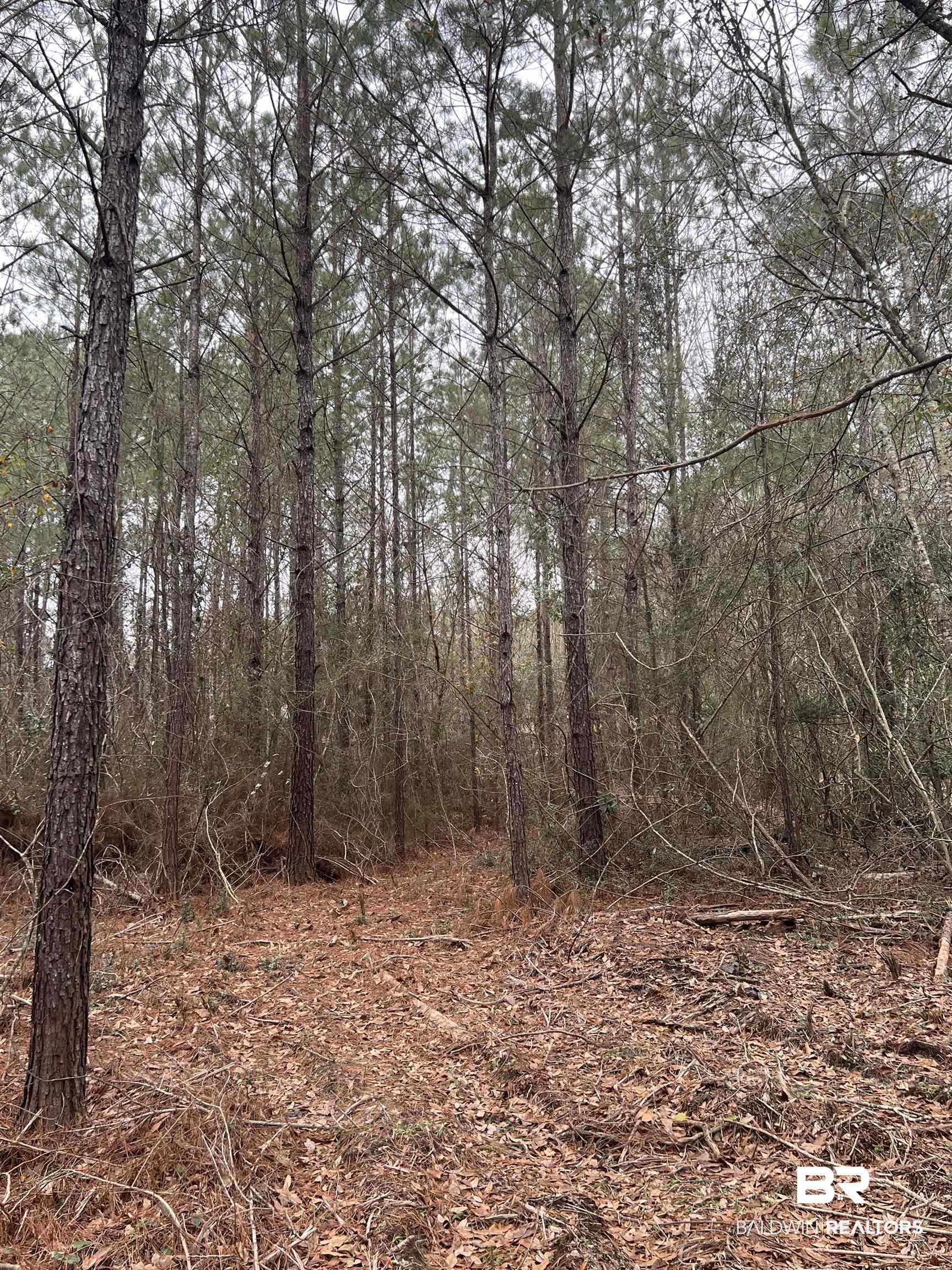 Hunting Club Road Seminole, AL 36574 - Photo 8 of 9