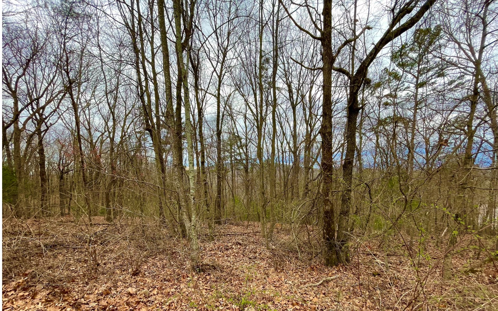 Hickory Ridge Drive Ellijay, GA 30536 - Photo 4 of 4 Additional View