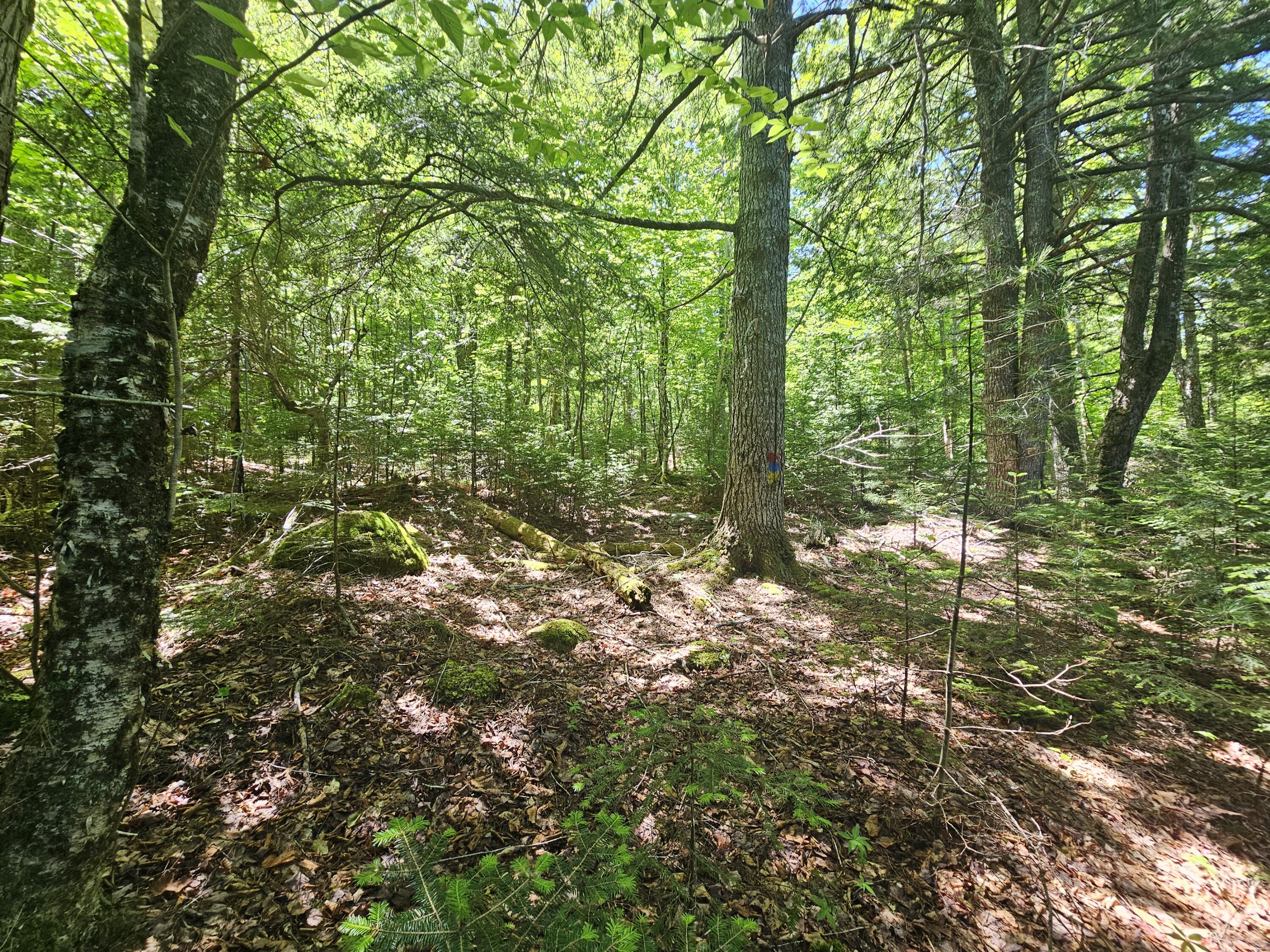 Lot 3 Martins Ridge Road Franklin, ME 04634 - Photo 6 of 11 20260611_134108