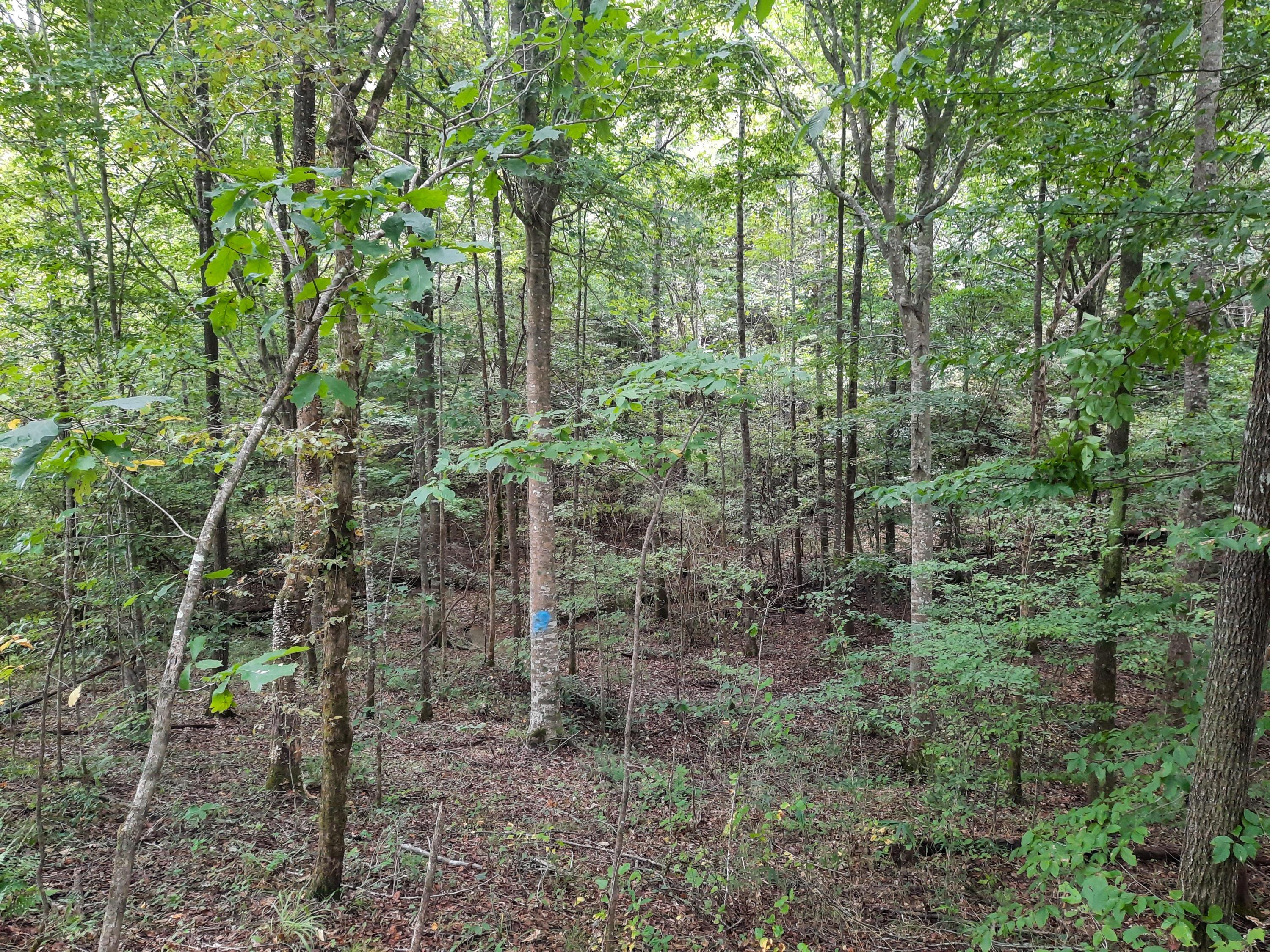 Earnest Chapel Road Oakman, AL 35579 - Photo 7 of 10 Gallery Image 7