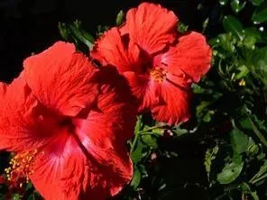 a view of a street sign under a large tree