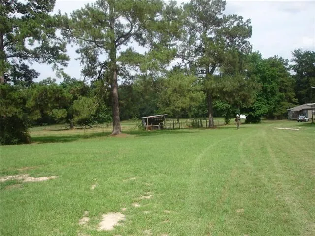 a view of a park with large trees