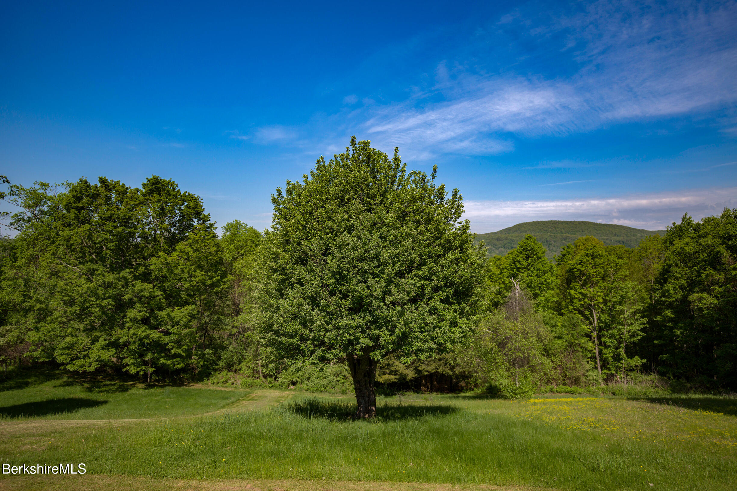 222 Brough Road Cheshire, MA 01225 - Photo 38 of 46 Beautiful greenery