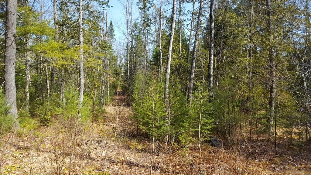 Tbd Hall Road Bethel, ME 04217 - Photo 7 of 16 20181011142226774663000000-o