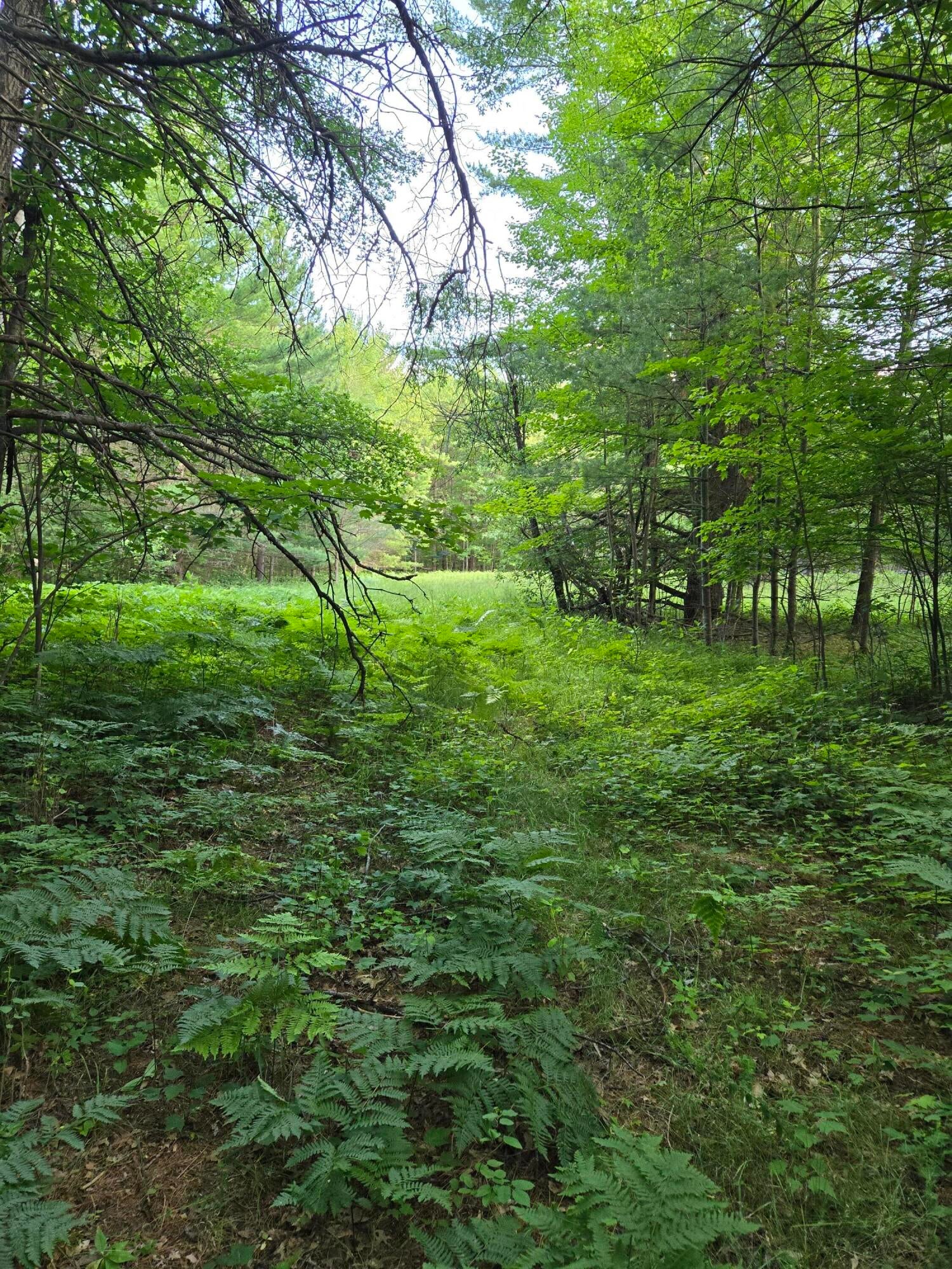 Pere Cheney Road Roscommon, MI 48653 - Photo 5 of 9 Gallery Image 5