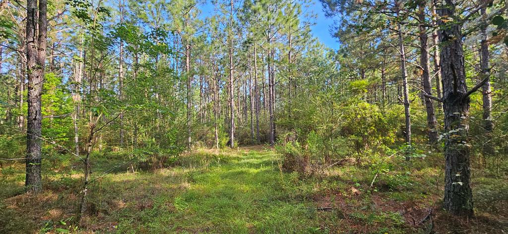 0 Case Road Slocomb, AL 36375 - Photo 16 of 18