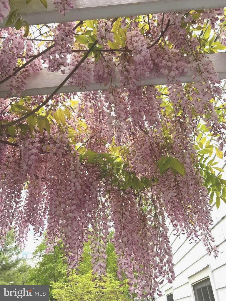 8 Nelson Ridge Road Princeton, NJ 08540 - Photo 9 of 37 Wisteria dripped pergola in the spring
