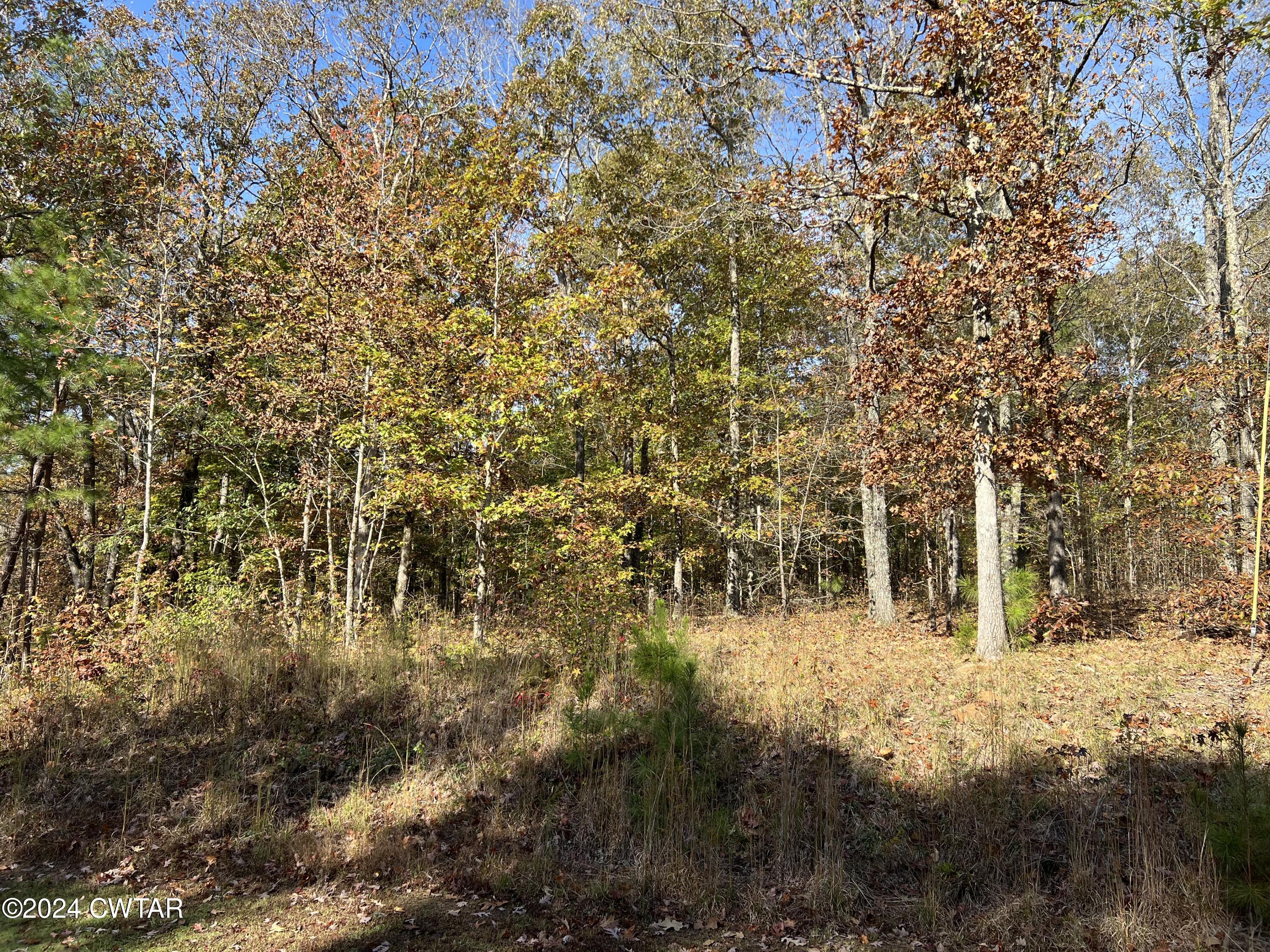 908 Excalibur Trail Cedar Grove, TN 38321 - Photo 3 of 12 a view of yard
