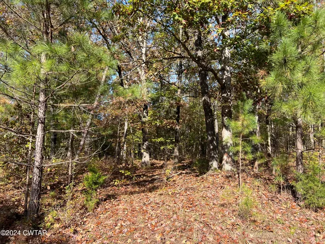 a view of a yard with large trees