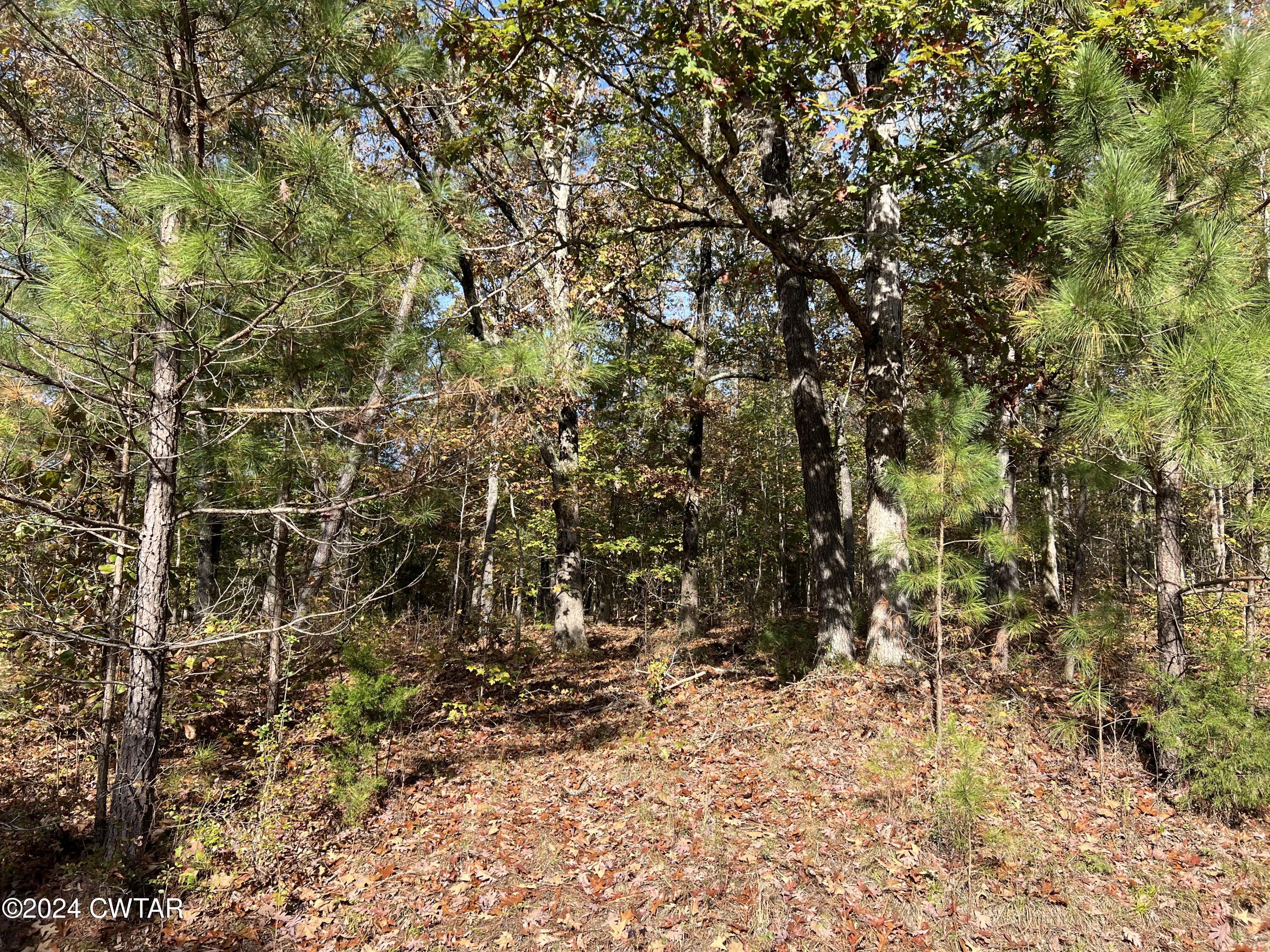 908 Excalibur Trail Cedar Grove, TN 38321 - Photo 4 of 12 a view of a yard with large trees