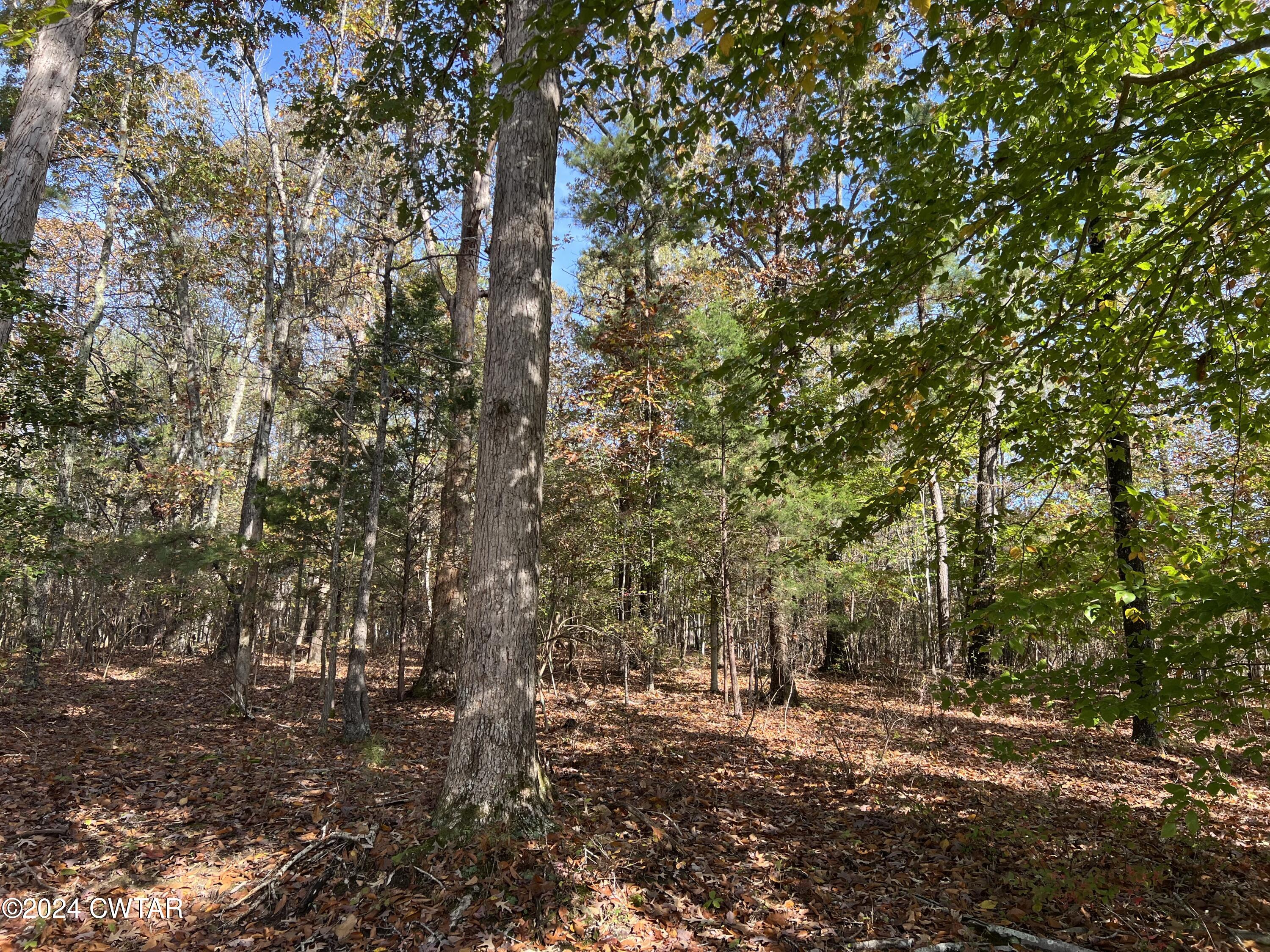 908 Excalibur Trail Cedar Grove, TN 38321 - Photo 5 of 12 a backyard of a house with lots of green space