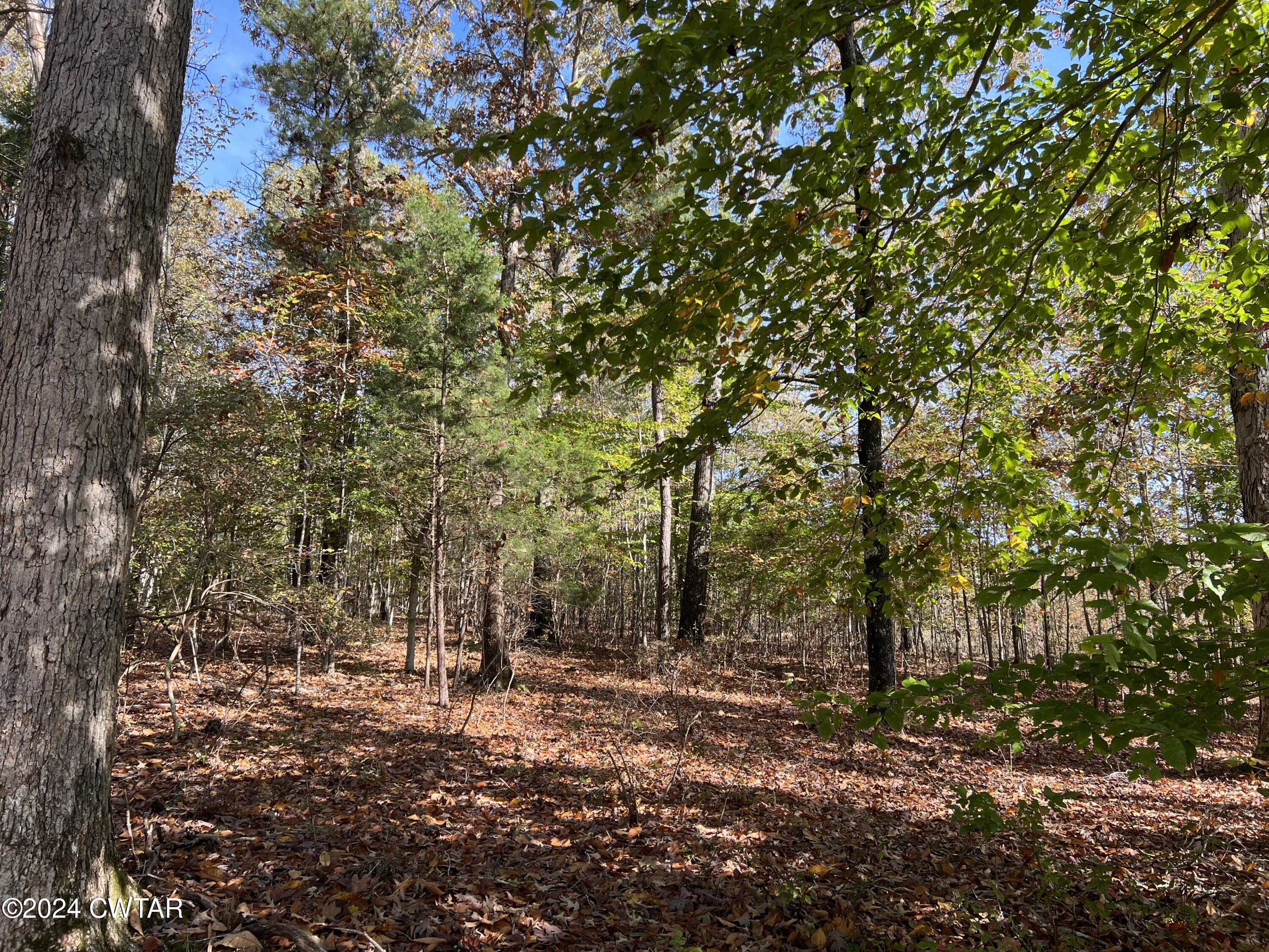 908 Excalibur Trail Cedar Grove, TN 38321 - Photo 6 of 12 a view of a forest with trees