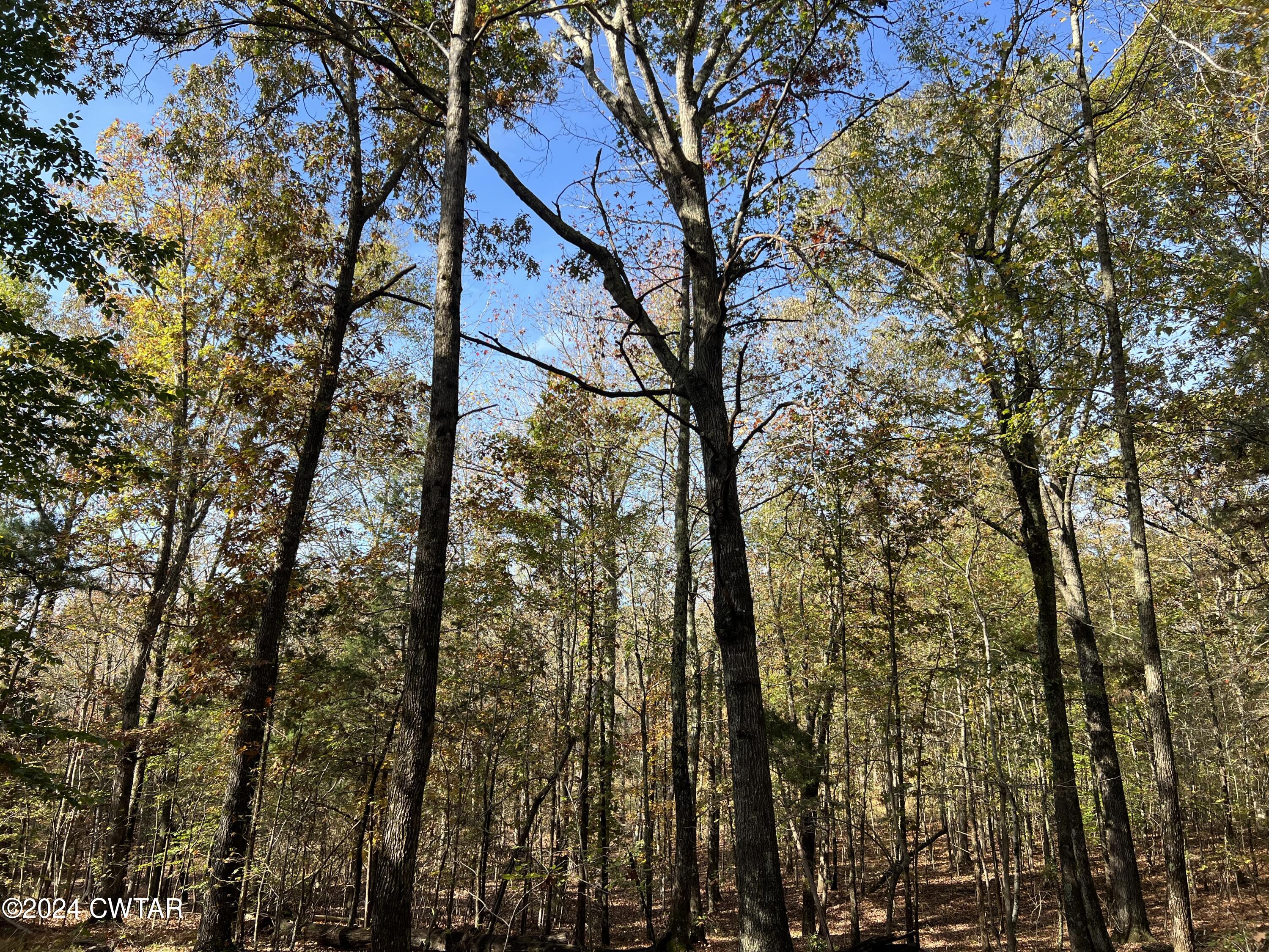 908 Excalibur Trail Cedar Grove, TN 38321 - Photo 7 of 12 a view of forest