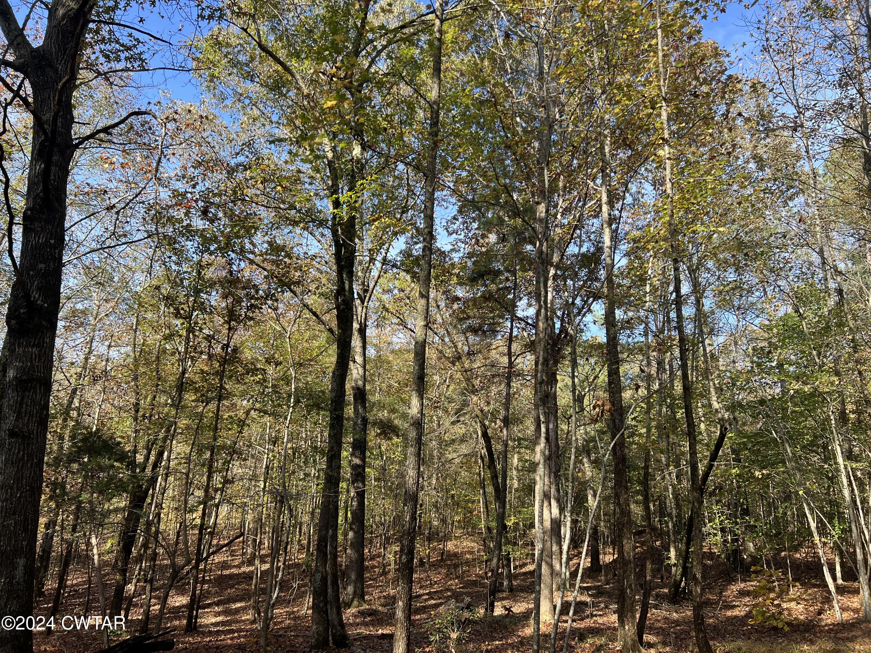 908 Excalibur Trail Cedar Grove, TN 38321 - Photo 9 of 12 a view of a yard