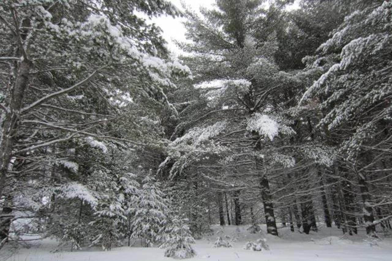 4560 Camp Nokomis Road, Unit LOT 17 Mercer, WI 54547 - Photo 5 of 13 Gallery Image 5