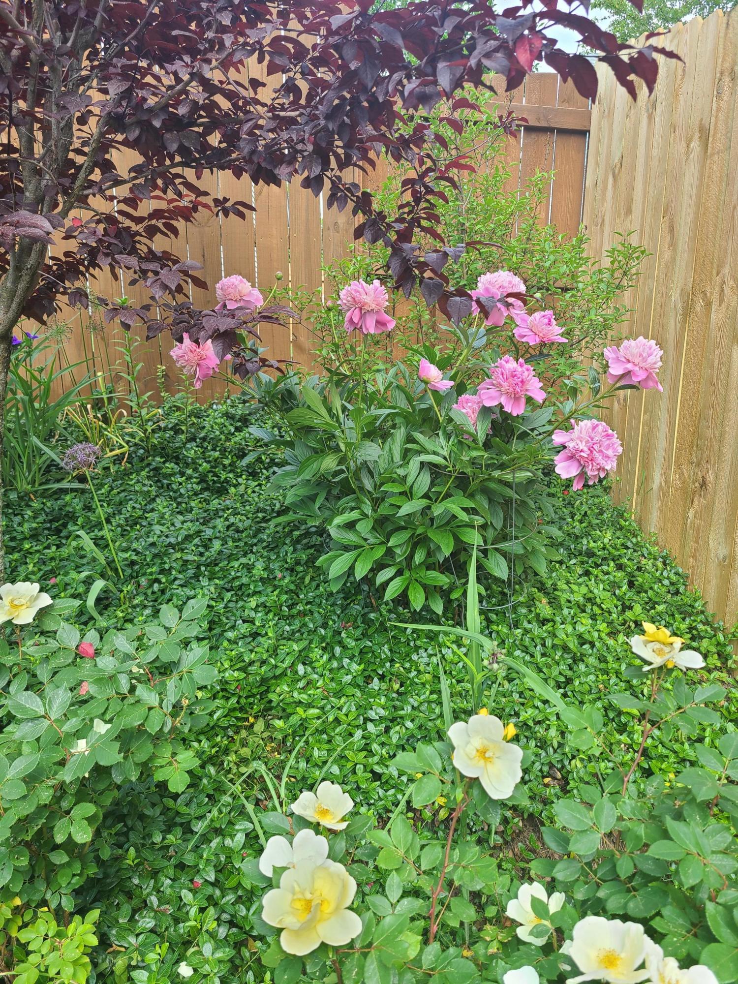 1191 Rockbridge Road Lexington, KY 40515 - Photo 23 of 29 peony and anemone closeup with plum tree