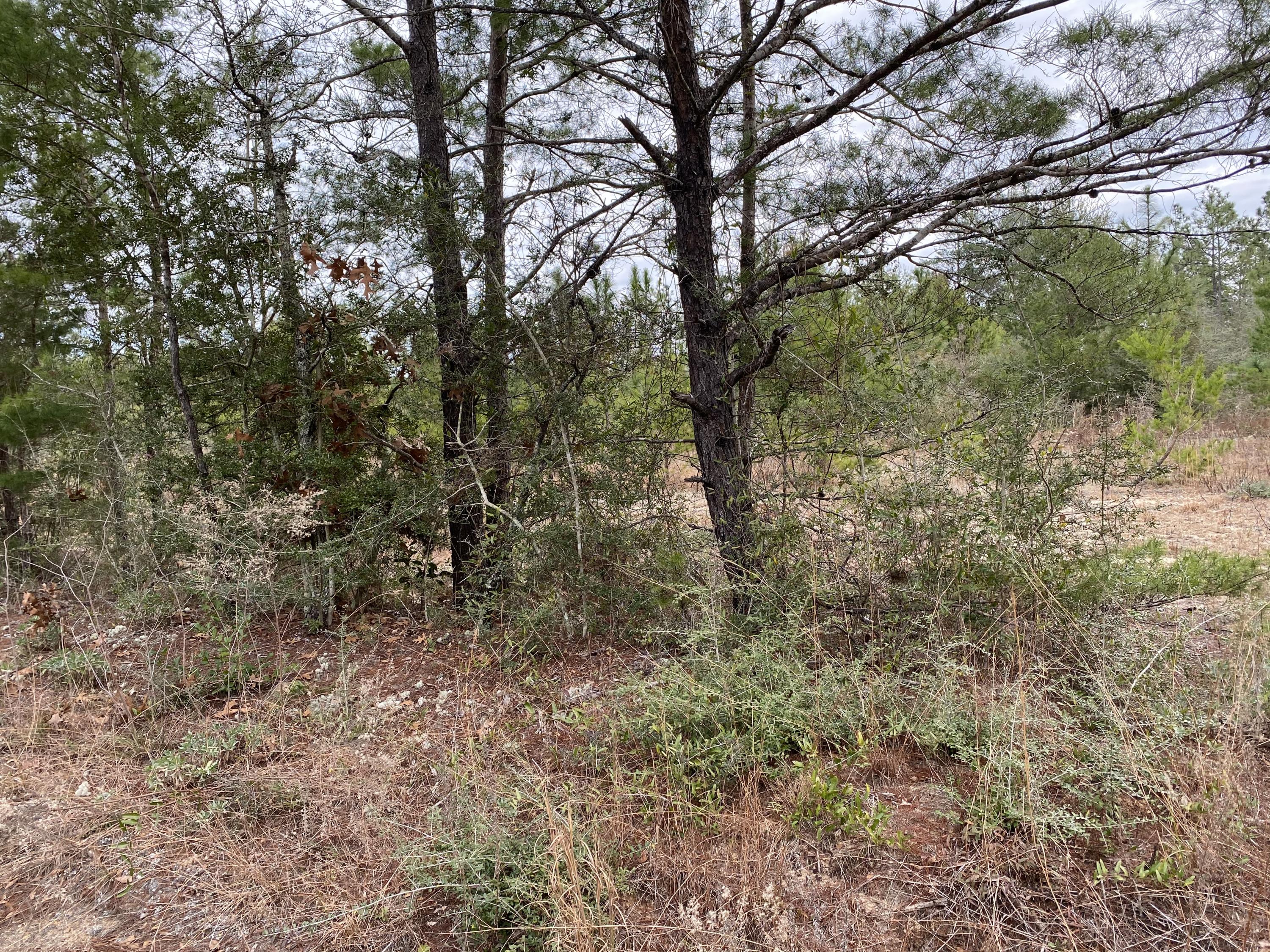 5.7-acres Watson Road DeFuniak Springs, FL 32433 - Photo 3 of 4 Walton Land 3