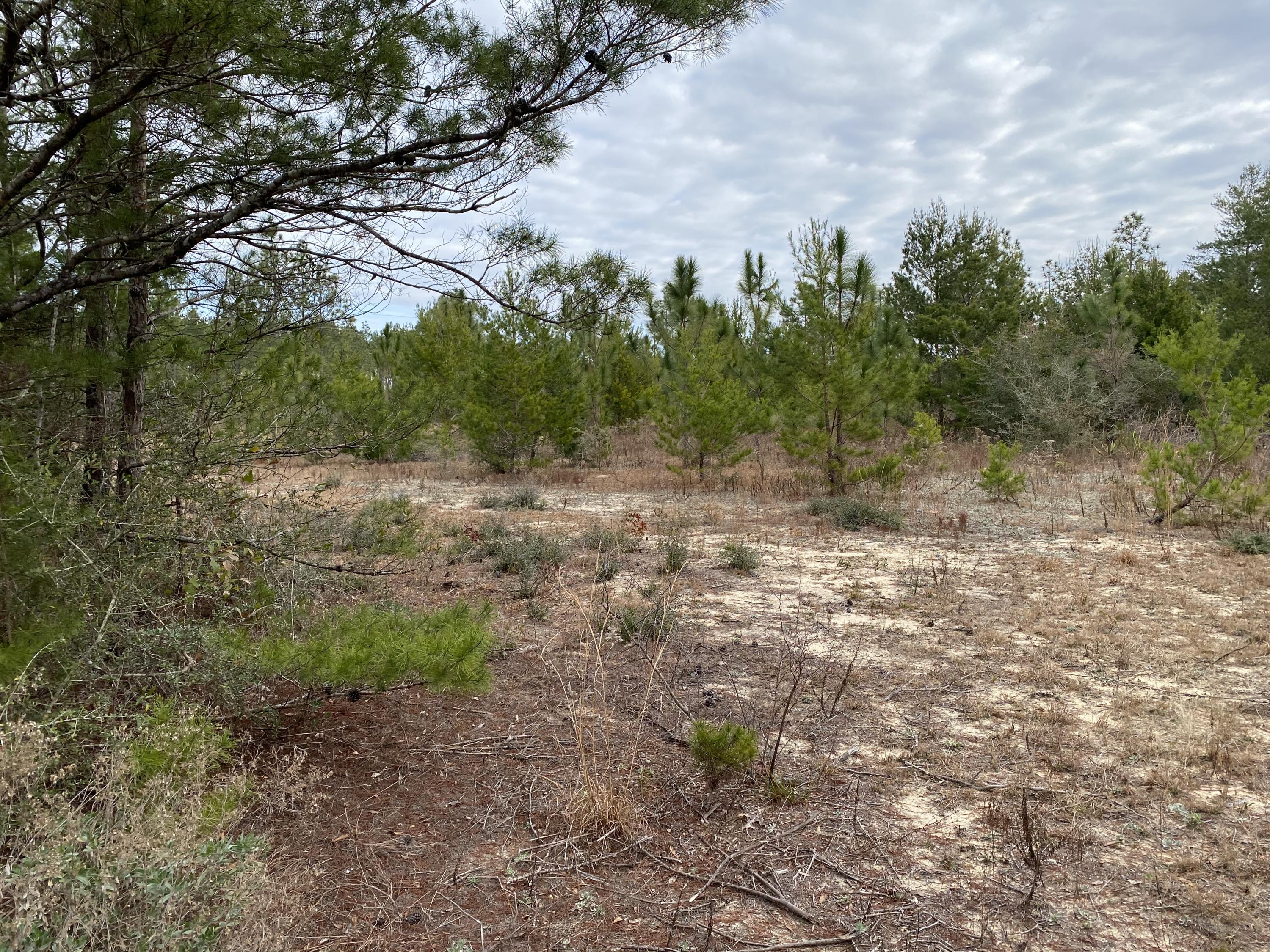 5.7-acres Watson Road DeFuniak Springs, FL 32433 - Photo 4 of 4 Walton Land 1