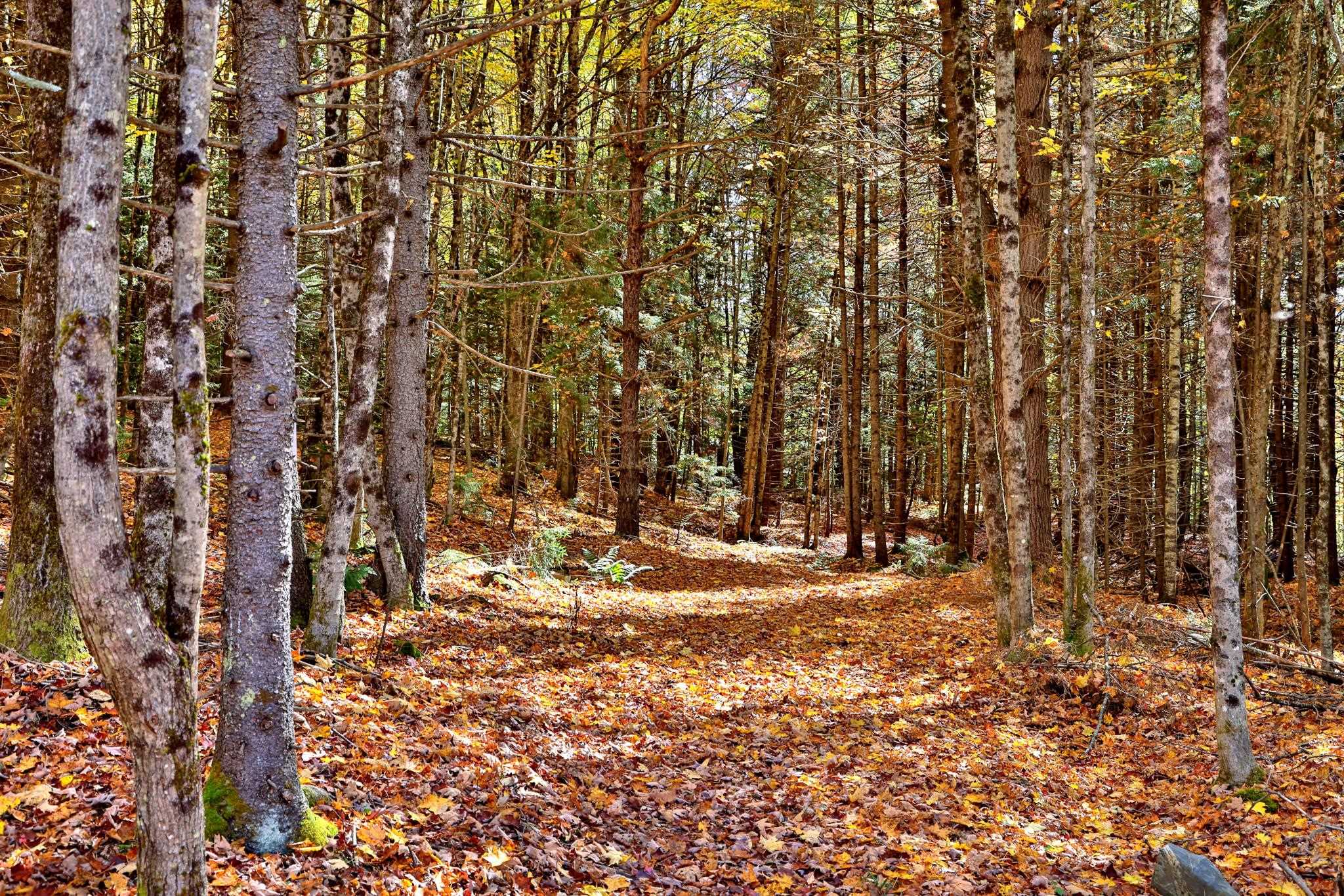 240 Town Line Road Rochester, VT 05767 - Photo 25 of 25