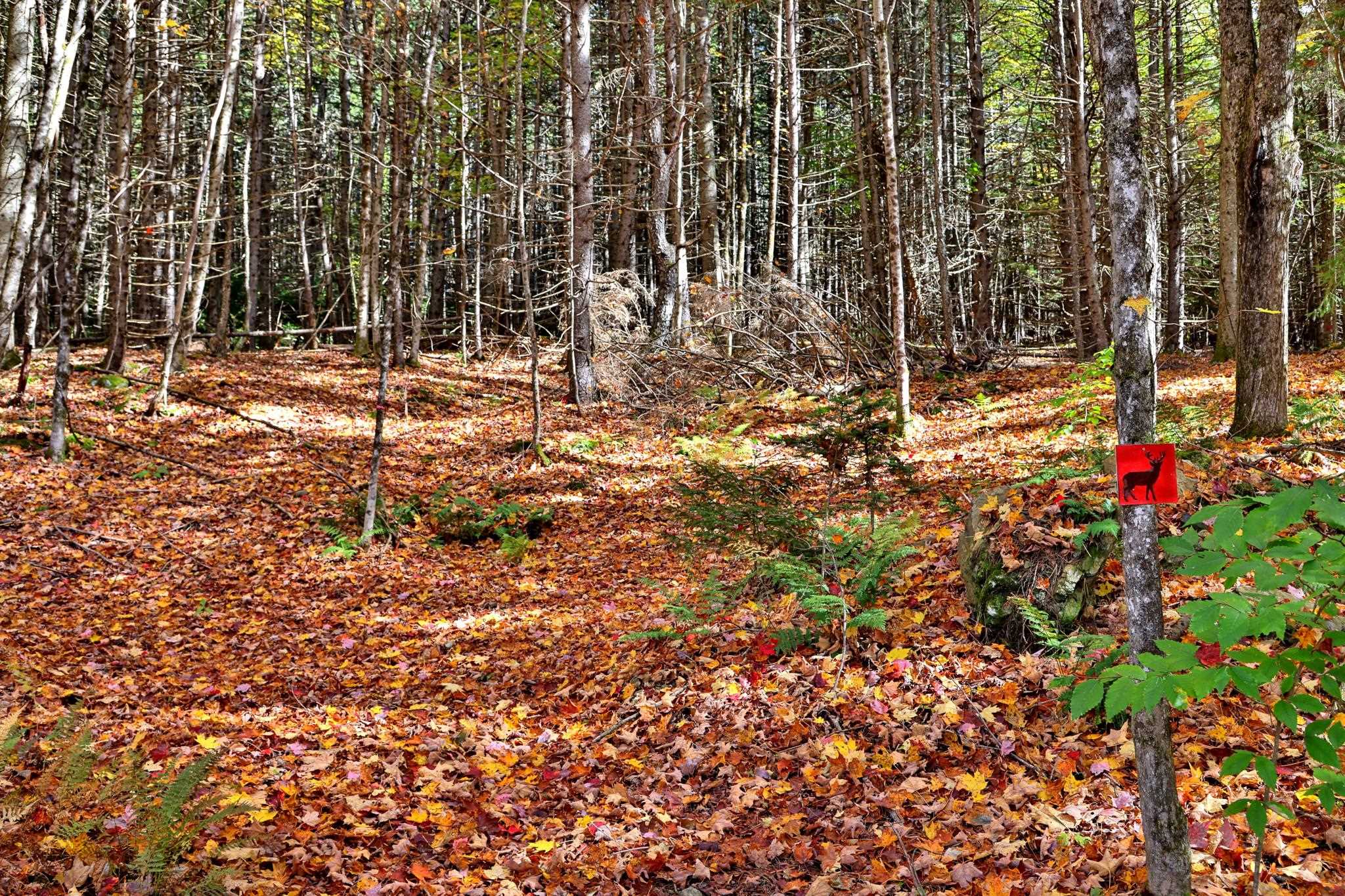 240 Town Line Road Rochester, VT 05767 - Photo 3 of 25