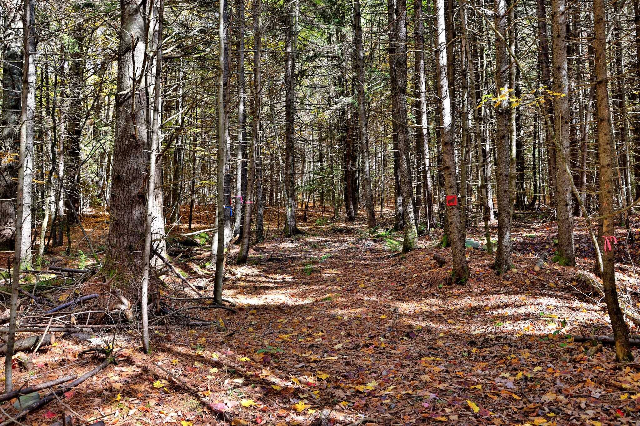 240 Town Line Road Rochester, VT 05767 - Photo 4 of 25