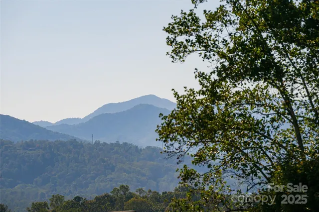 a view of a tree in a field with a tree in the background