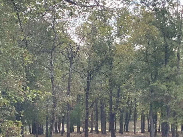 a view of forest