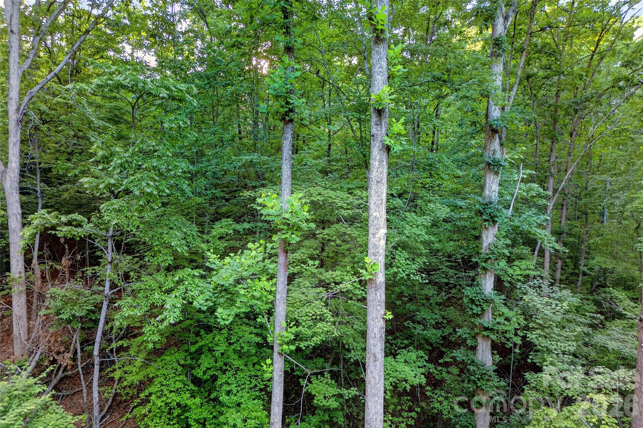 0 Yancey Road Marion, NC 28752 - Photo 24 of 32 a view of a lush green forest